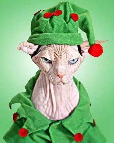 世界上最致命的猫黑足猫,世界十大奇特的猫你见过哪一种