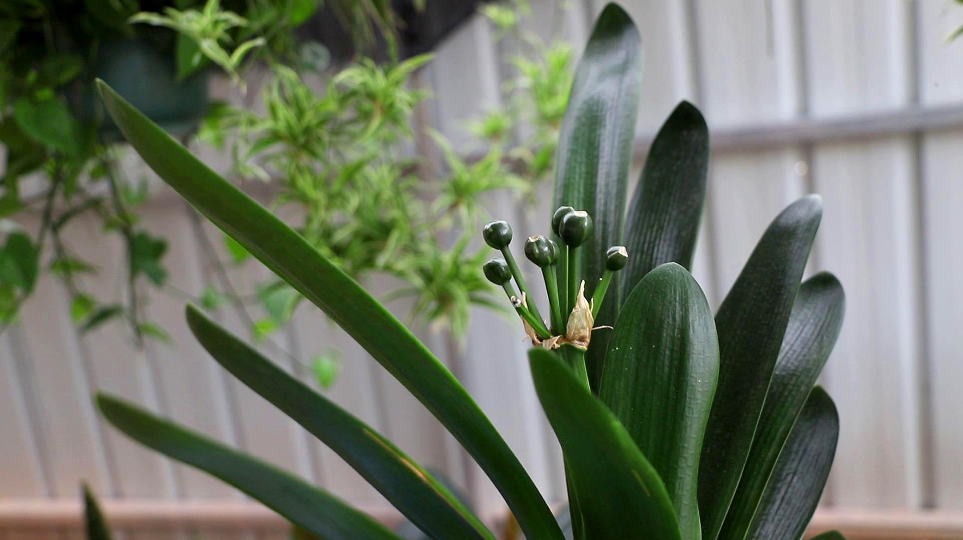 李大姐养君子兰,年年开大花,有吉祥好兆头,原来是她做对5件事