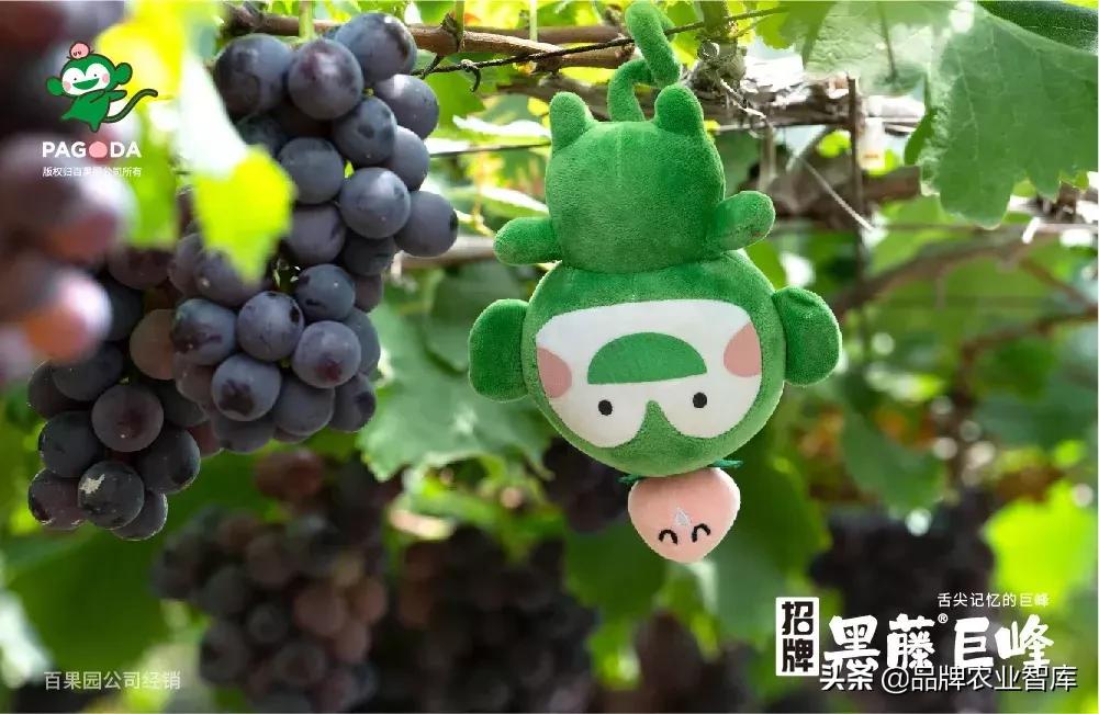 巨峰葡萄在中国的历史,巨峰葡萄谁引进