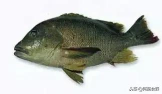 便宜常见海鲜鱼有哪些,各种名贵鱼的种类