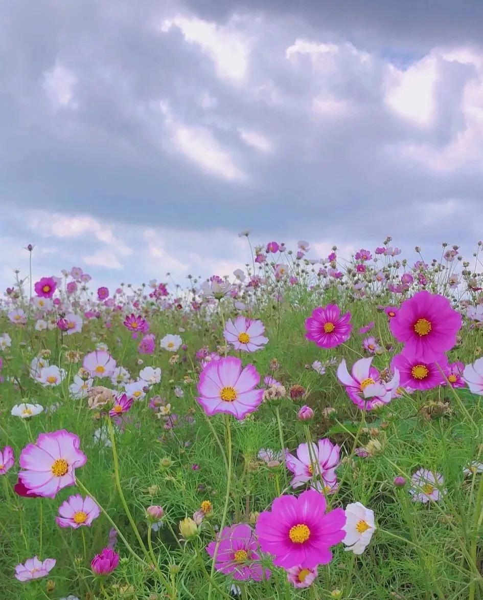 滇池边绝美花海,滇池南岸花海