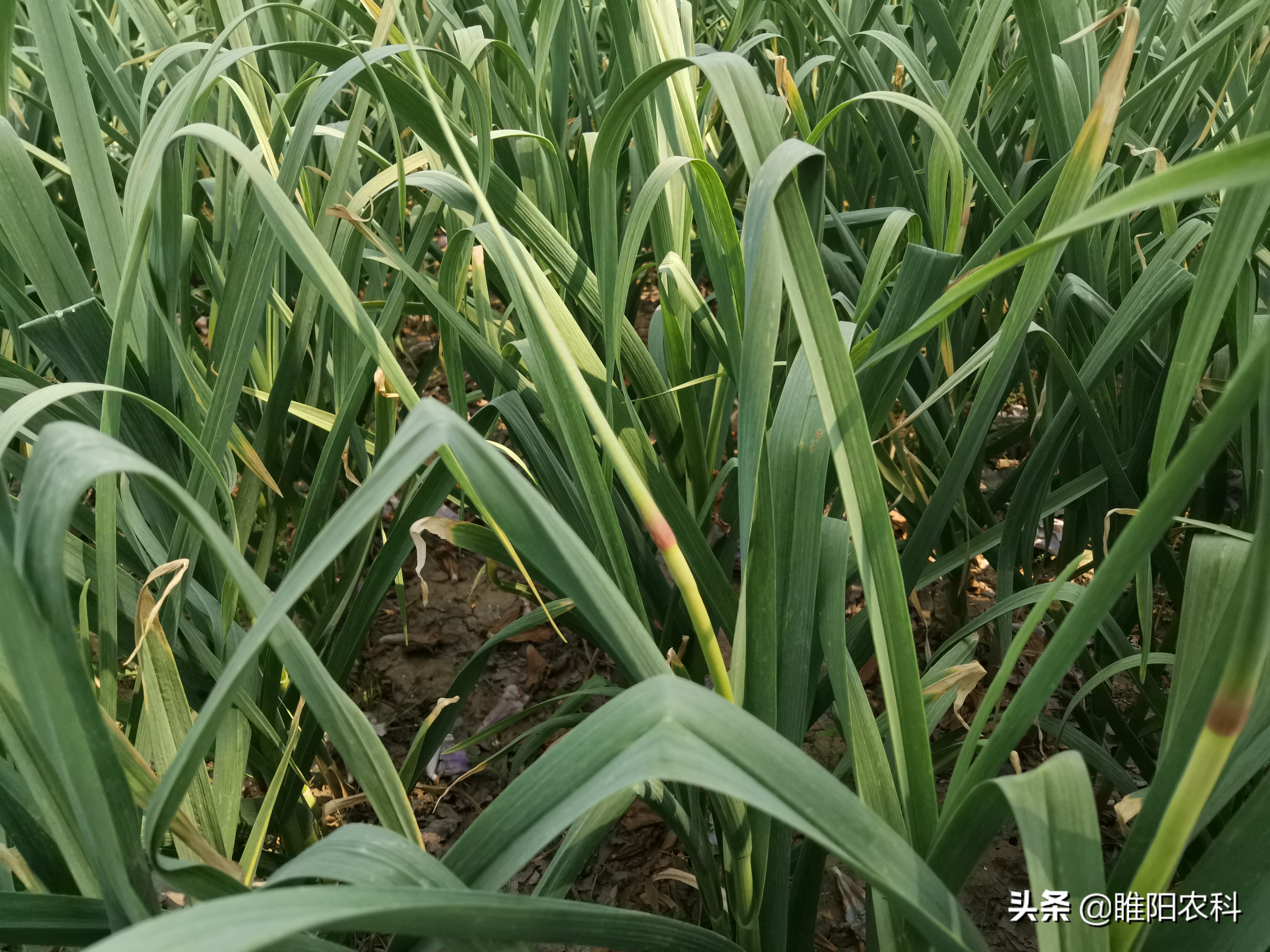 大蒜后期追肥什么肥膨大快,大蒜追肥的正确使用方法