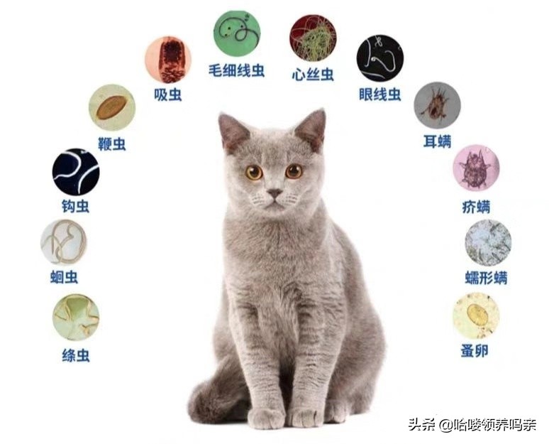 捡回来的流浪猫是小幼猫怎么办,幼猫流浪猫该怎么处理
