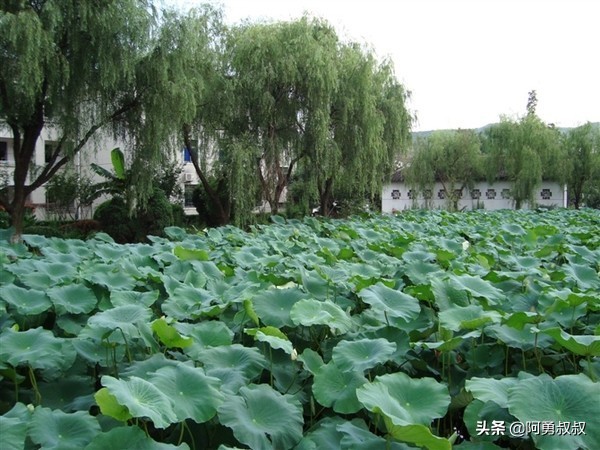 浙江春晖中学好还是柯桥中学好,上虞春晖中学全国排名第几名