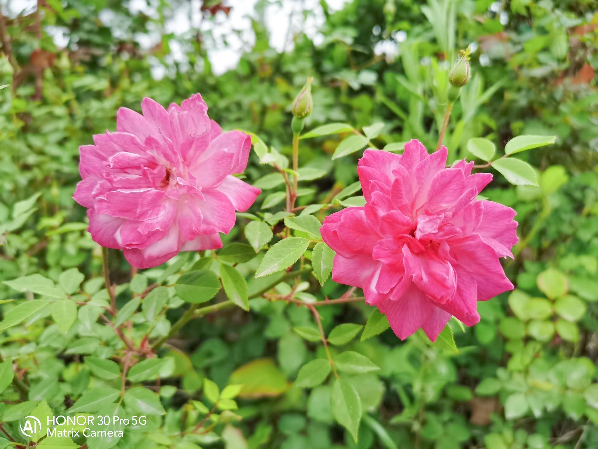 荣耀30pro用一个月的感受,荣耀30pro真实使用感受