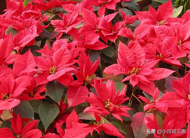 一品红叶子发黄如何正确处理,一品红叶子枯萎是什么原因