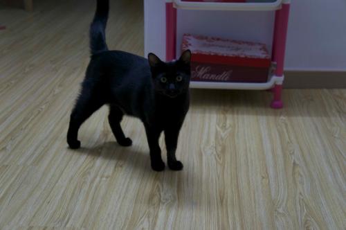 黑猫为啥凶得很,黑猫花色