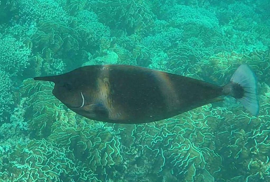 泰国普吉岛斯米兰岛旅游攻略,泰国旅游普吉岛的夏天皮皮岛浮潜