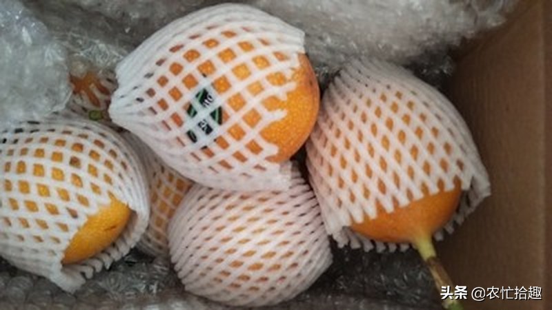 “换”颜色就卖高价，一斤94元，果内都是籽，农民：不敢种