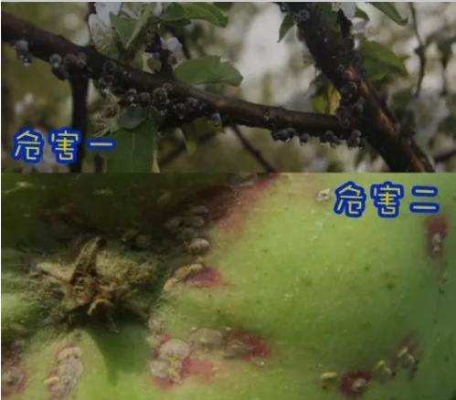 草履蚧预防季节,大球蚧怎么防治