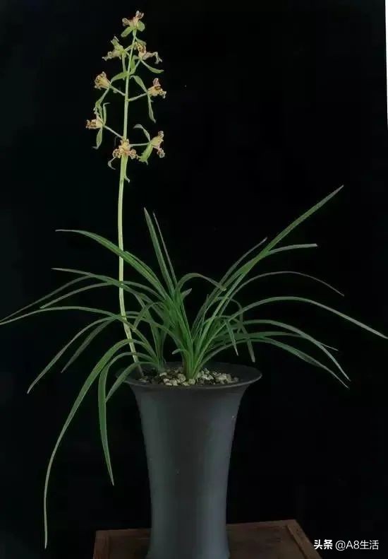 蕙兰兰花品种排名,蕙兰花精品品种