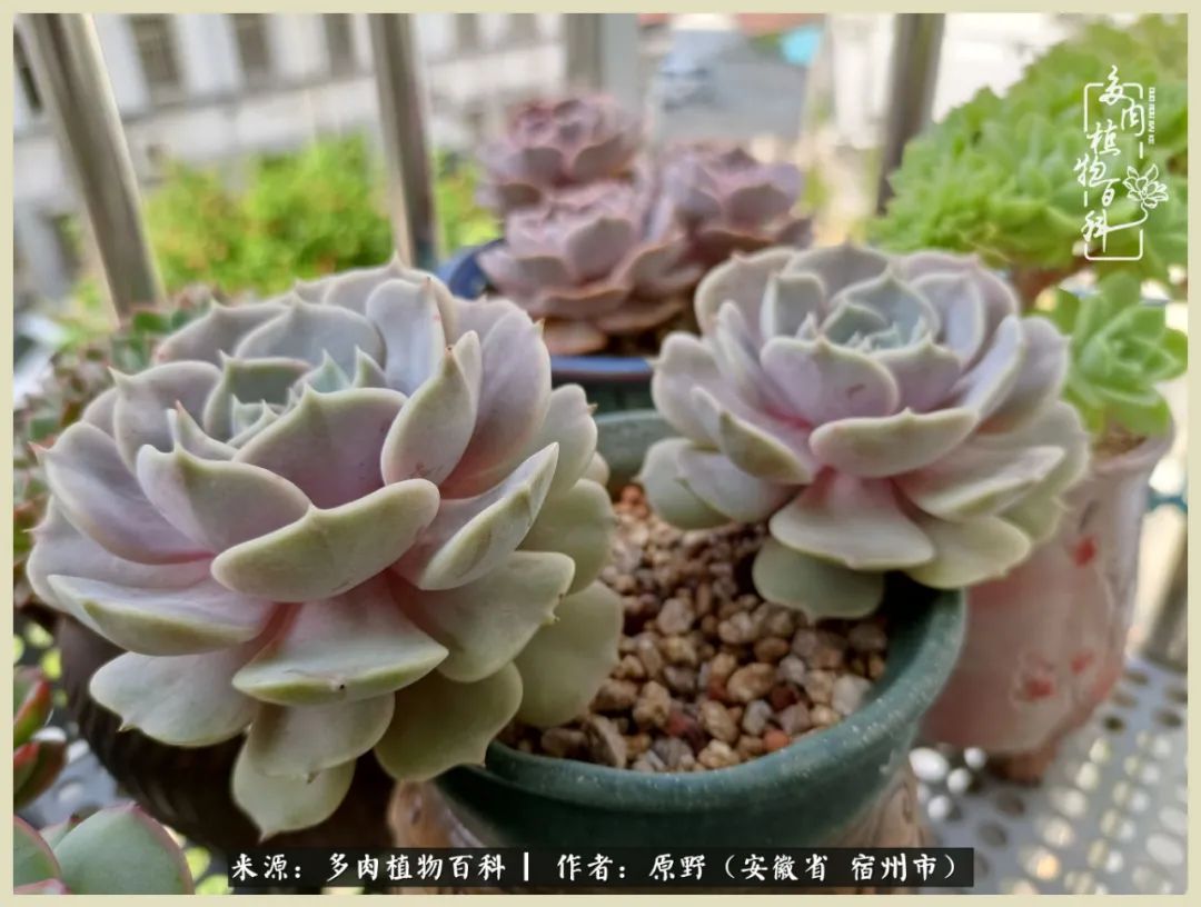 梅雨袭，酷暑至，多肉进入历劫季