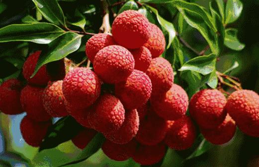 快收藏！海南水果图鉴～认准了，吃它