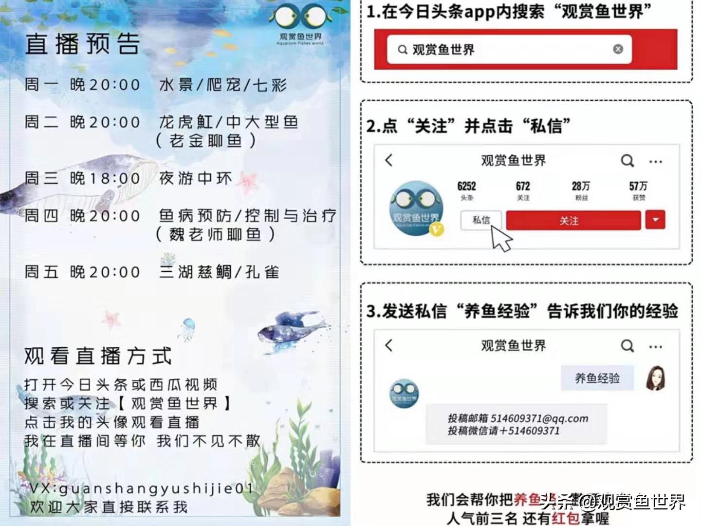 观赏鱼为什么颜色越来越不好看,养的观赏鱼为什么会变色