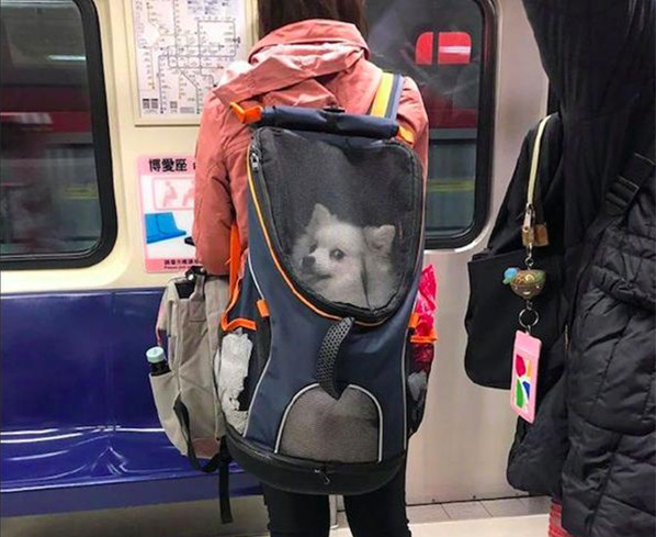 地铁上看见一个女孩子,地铁上发现小宠物