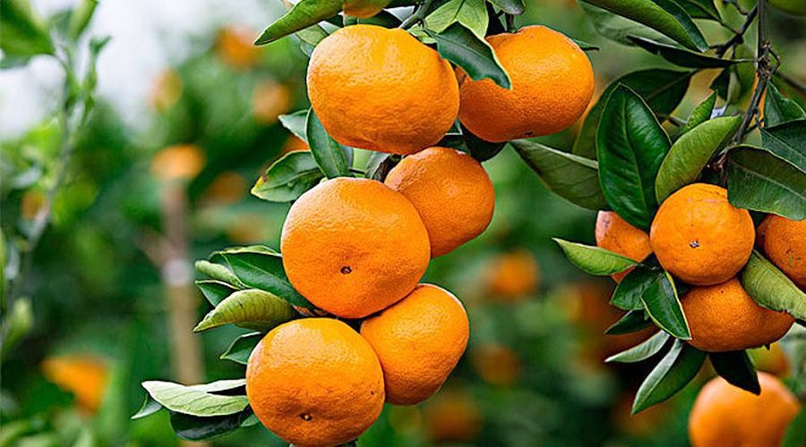 黑皮果锈壁虱,怎么分辨柑橘锈壁虱果和沙皮病果