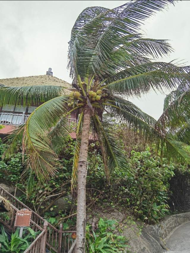 海南分界洲岛酒店,海南分界洲岛直播间