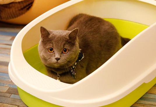 猫砂盆还没到猫咪乱拉怎么办,猫咪乱拉臭臭怎么办