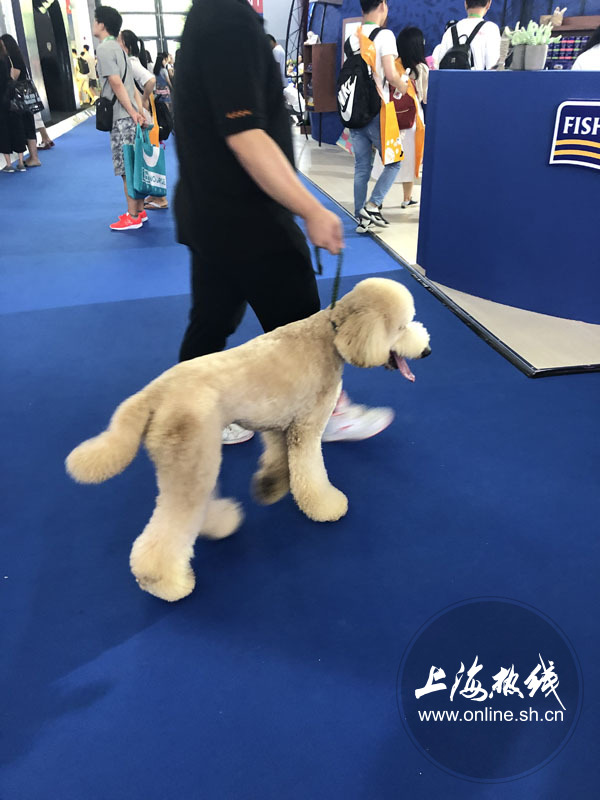 亚洲宠物展2022直播,亚洲宠物展会直播