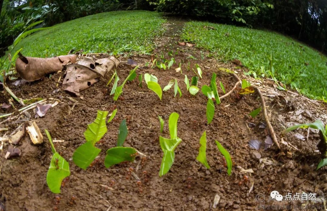 宠物蚂蚁基础知识,宠物蚂蚁怎么养新手教程