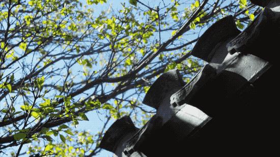 北京姑娘在西藏开民宿,北京姑娘在云南开民宿