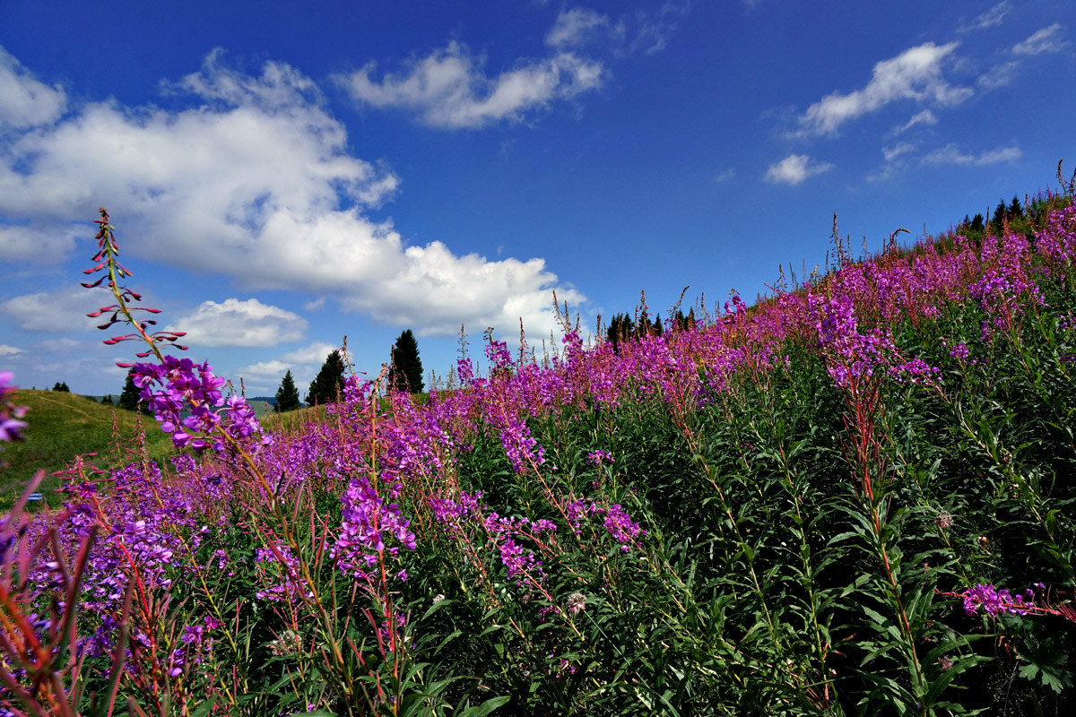 98年收回3万公顷领土,如今成我国最后一片净土,至今不许外人进