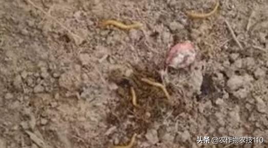 红豆如何高产,红豆高产叶面肥