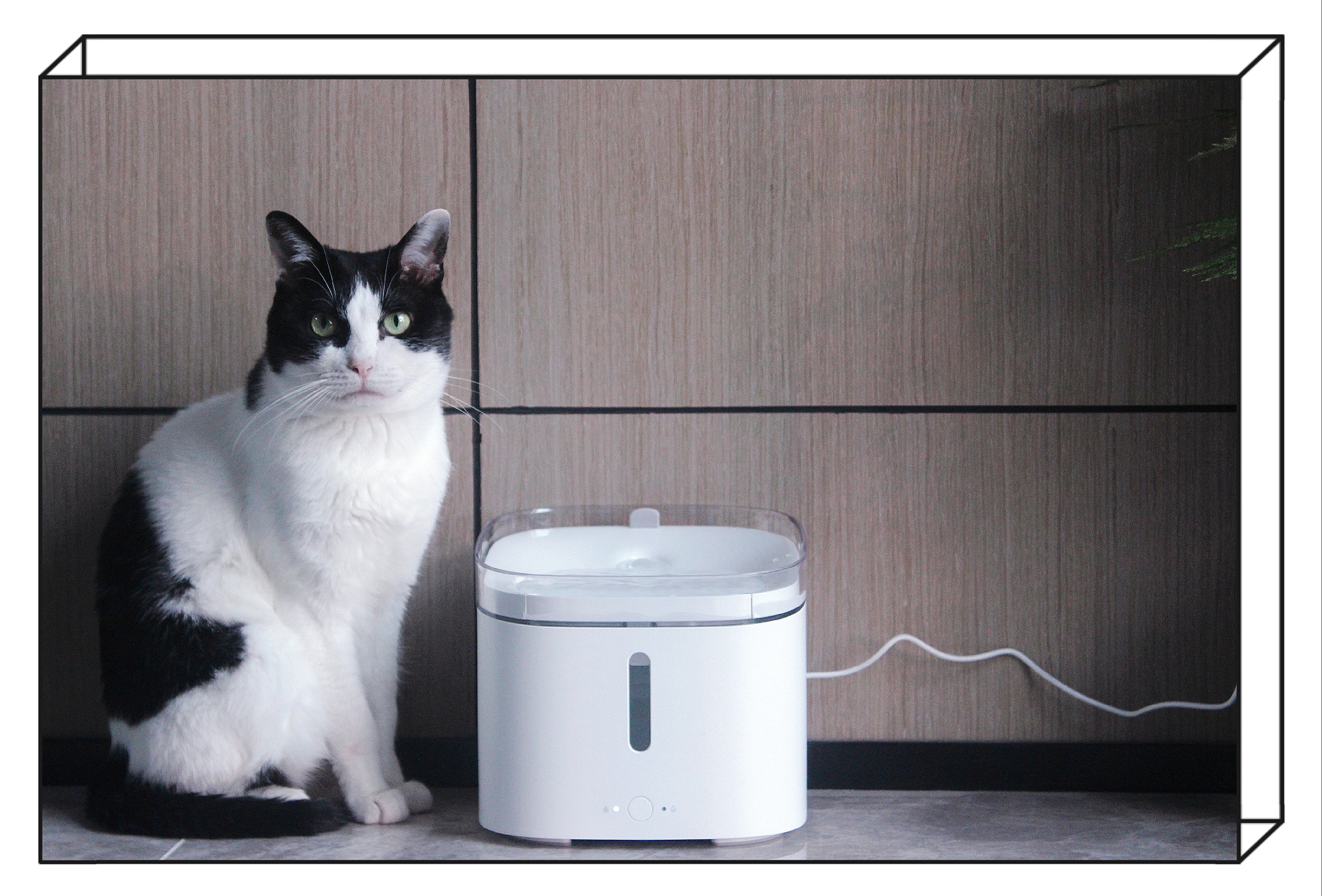 幼猫可用的猫咪饮水机,如何让猫咪学会用猫咪专用饮水机