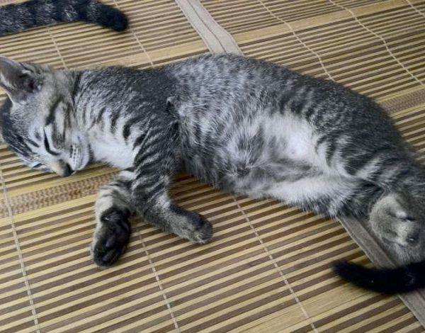 中华田园猫和狸花猫有什么区别,古代中华田园猫排行