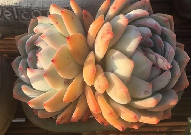 这些多肉因颜值入坑,什么系的多肉颜值高皮实好养