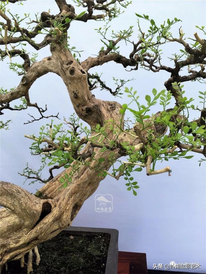 骞哥涔呬箙鐢滅敎铚滆湝,骞哥涔呬箙