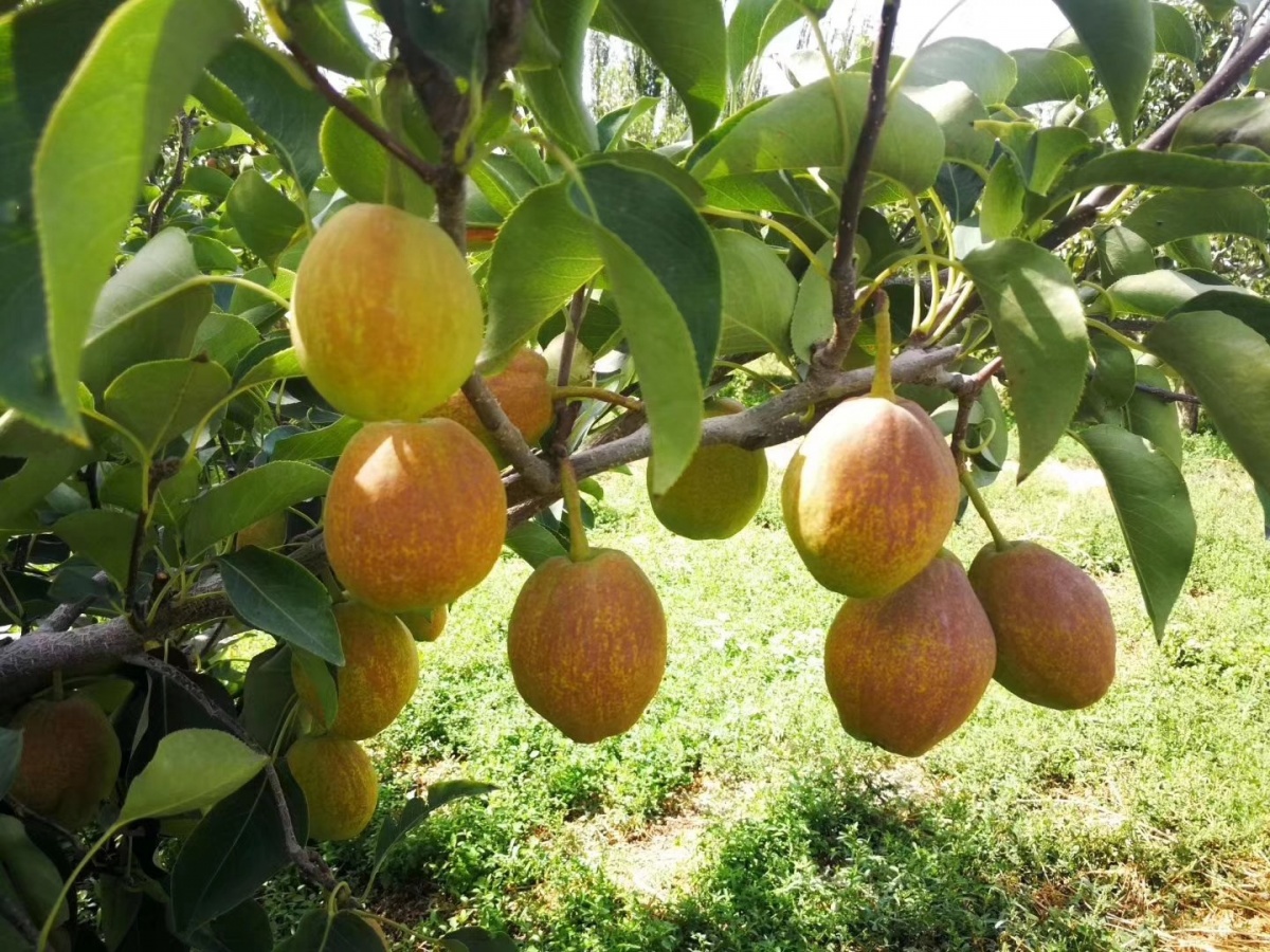 产自*疆新**,来自“梨城”,由于皮太薄肉太脆运输不便,常被冒充