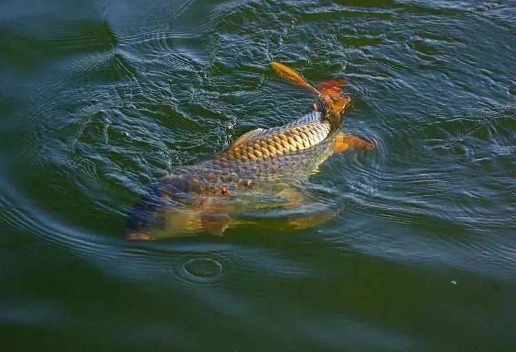 老钓手的一些小技巧,手竿谷麦钓鲤鱼教程