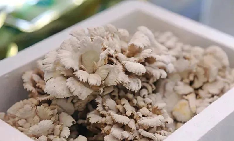 白参菌种类大全,野生食用菌菌种大全