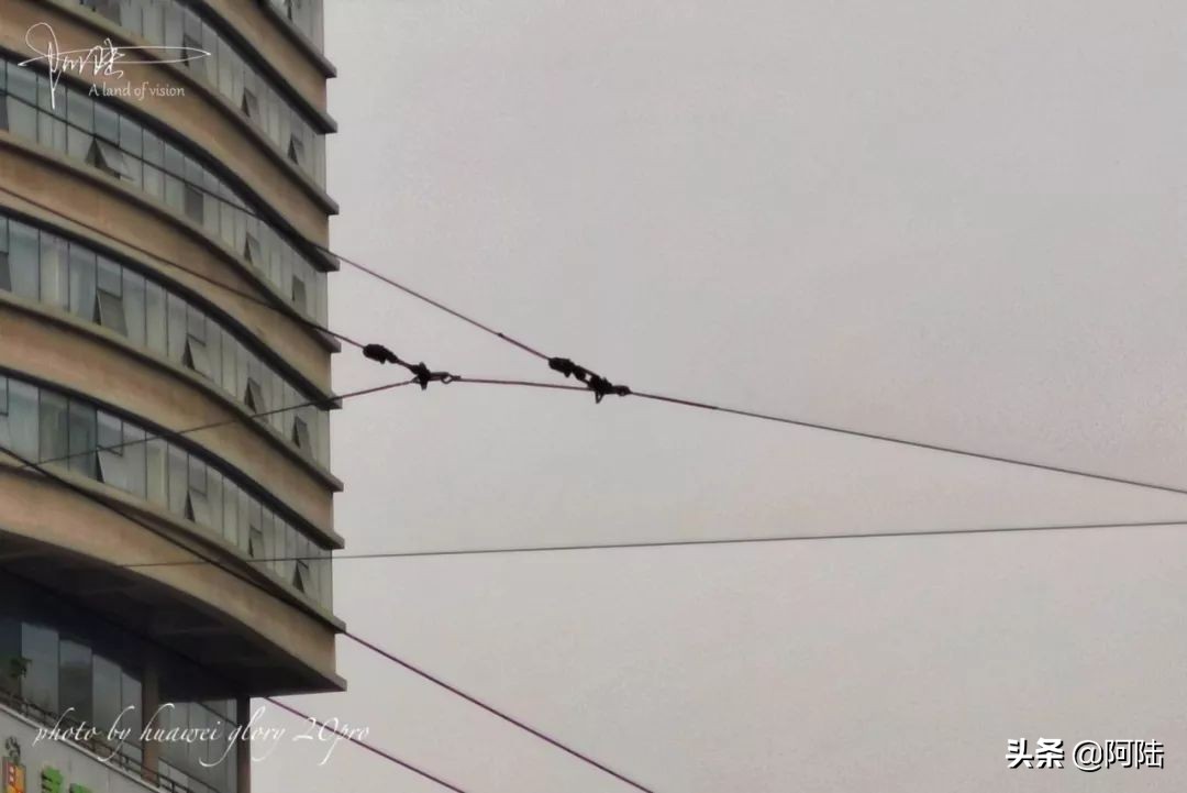 杭州还有带辫子的电车吗,杭州街上电线