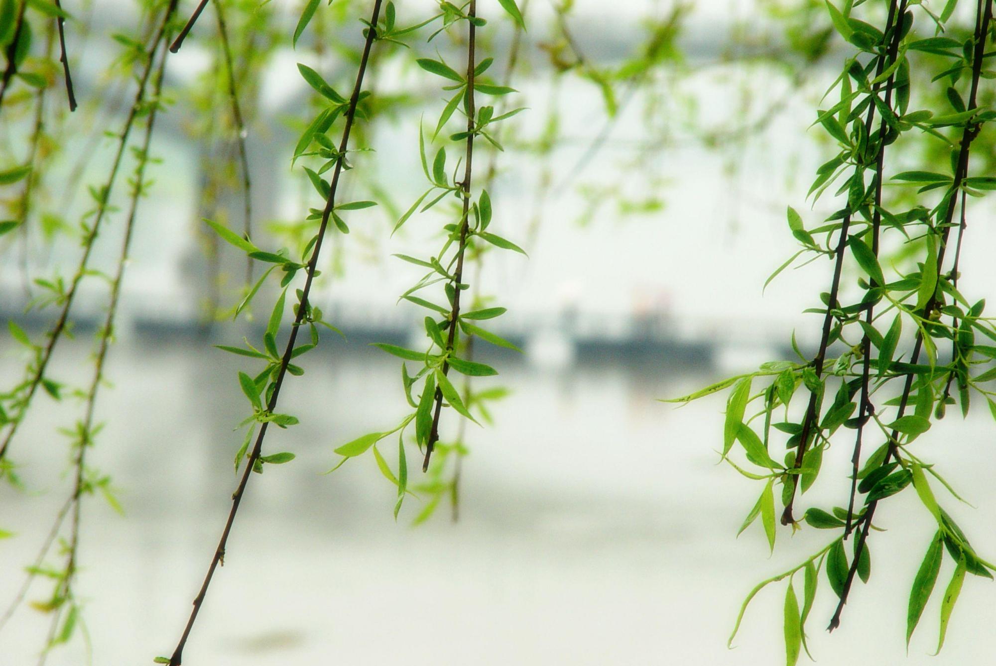 小学生美丽的柳树作文,小学生写春天柳树作文