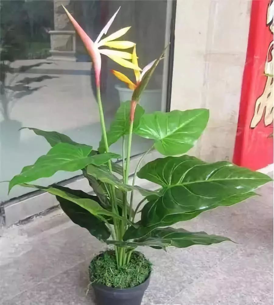 十大吸毒绿植排行榜,室内绿植吸毒王怎么养