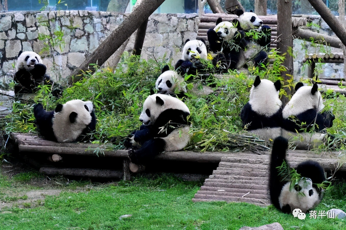 旅行日记之四川成都,四川成都游记作文600字