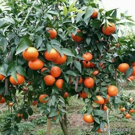 柑橘烂根是细菌还是真菌害,柑橘烂根