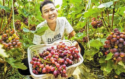 葡萄采收的最佳时间,葡萄成熟方法