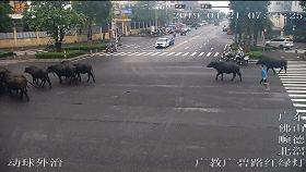广州800斤水牛马路狂奔伤人,20多头水牛暴走视频