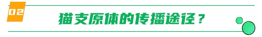 支原体感染家里有猫,猫的支原体感染会传染人吗