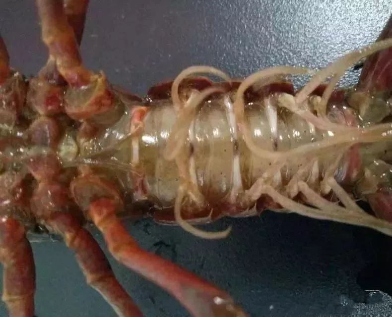 小龙虾当年产苗吗,小龙虾一次能产卵多少个卵