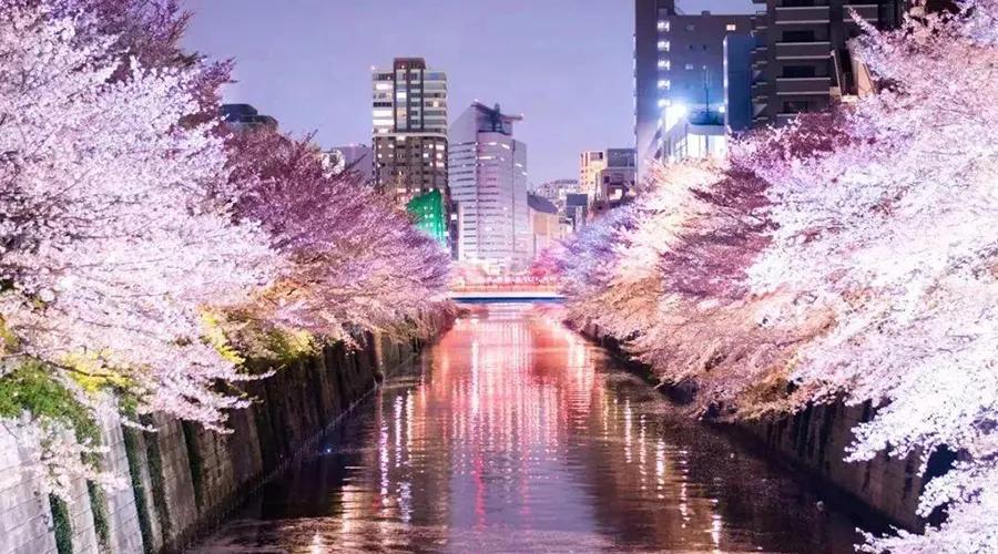 疫情期间为了赏樱花，憋坏了的日本人都想出了哪些另类方法？