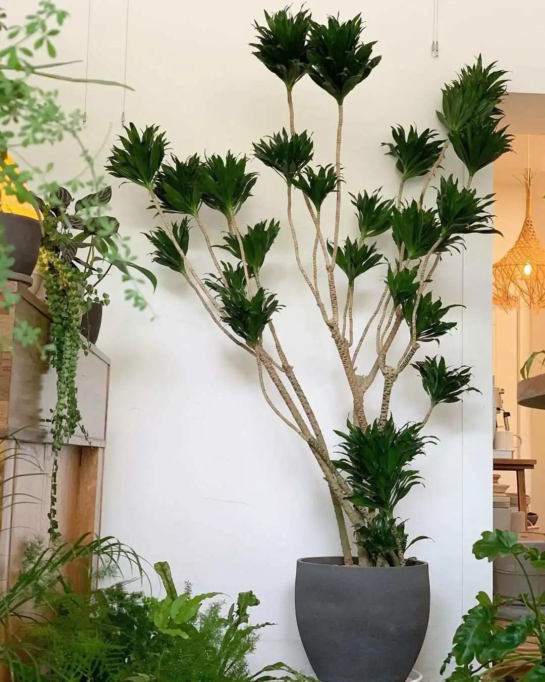 网红必备的高颜值绿植,ins风的网红绿植