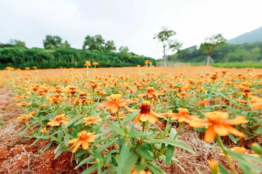 簕竹杜鹃谷公园,好看的杜鹃谷公园