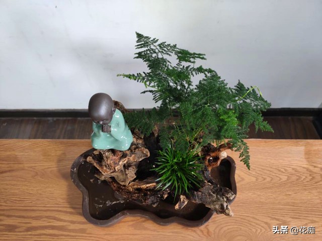 文竹菖蒲盆景,文竹菖蒲假山盆景图片大全