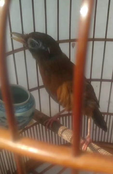 养鸟画眉的技巧,画眉鸟生鸟挑选