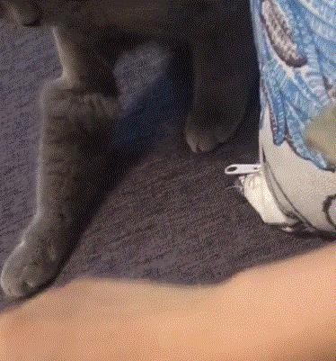 对猫咪道歉的动作,主人给猫咪道歉该怎么用猫语说