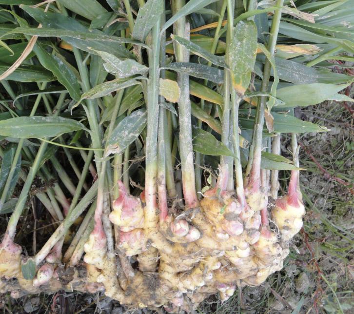 生姜的盆栽方法和用量图片,生姜种植盆栽放土还是放水